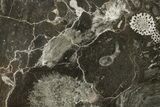 Polished Devonian Fossil Coral and Bryozoan Plate - Morocco #365131-1
